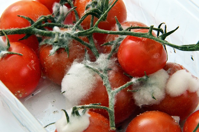 image of tomatos with mold
