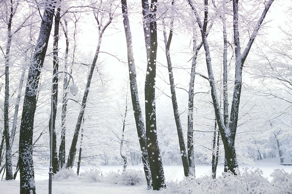 winter woods